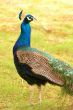Blue peacock
