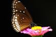 Butterfly sitting on a pink flower