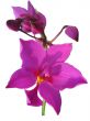 Beautiful purple orchid