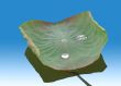 lotus leaf