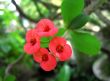 red cactus flower