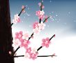 blossoms Illustration