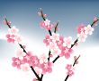 blossoms Illustration
