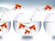  goldfish jumping 