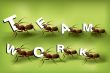 Team Work Spirit