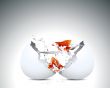 Two golden fish into egg shell