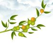 Tree Branch