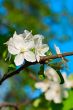 Blooming apple tree
