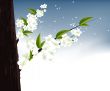 blossoms Illustration