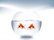  goldfish jumping 