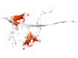  goldfish jumping 