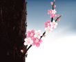 blossoms Illustration