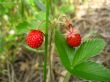 Beautiful wild strawberry found in a wood