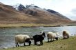 Landscape in the highland of Tibet