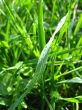 Dewdrop on a blade