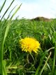 Unique yellow flower of dandelion