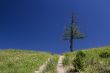 Tree on a hill 