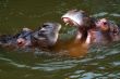 Hippo (Hippopotamus amphibius)