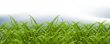 Green Grass