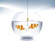  goldfish jumping 