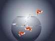  goldfish jumping 