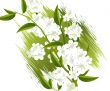 blossoms Illustration