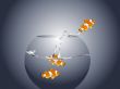  goldfish jumping 