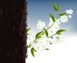blossoms Illustration