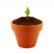 Young plant in clay pot