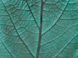Leaf of a plant