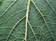 Leaf of a plant close up