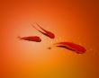 three golden fish in water together