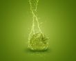 Fresh Green bell pepper