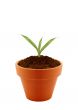 Young plant in clay pot
