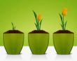 Yellow Tulips