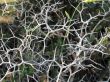 thorn plant
