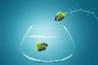 Angelfish jumbing to other bowl