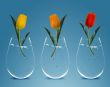Three colorful Tulips 