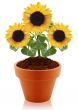 sunflower in clay pot 