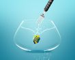 Fork catch angelfish in fishbowl 