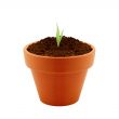 Young plant in clay pot