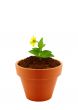 flower in clay pot 