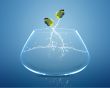 angelfish jumping and doing Acrobatic show