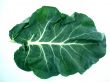 Leaf of a broccoli 