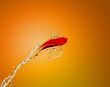 Golden fish jumping out of water