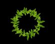 Wreath from Green leaves