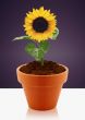 sunflower in garden pot