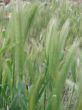 ear of green wheat 