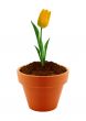 flower in clay pot 