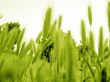 ear of green wheat 